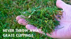 Grass Clippings Image