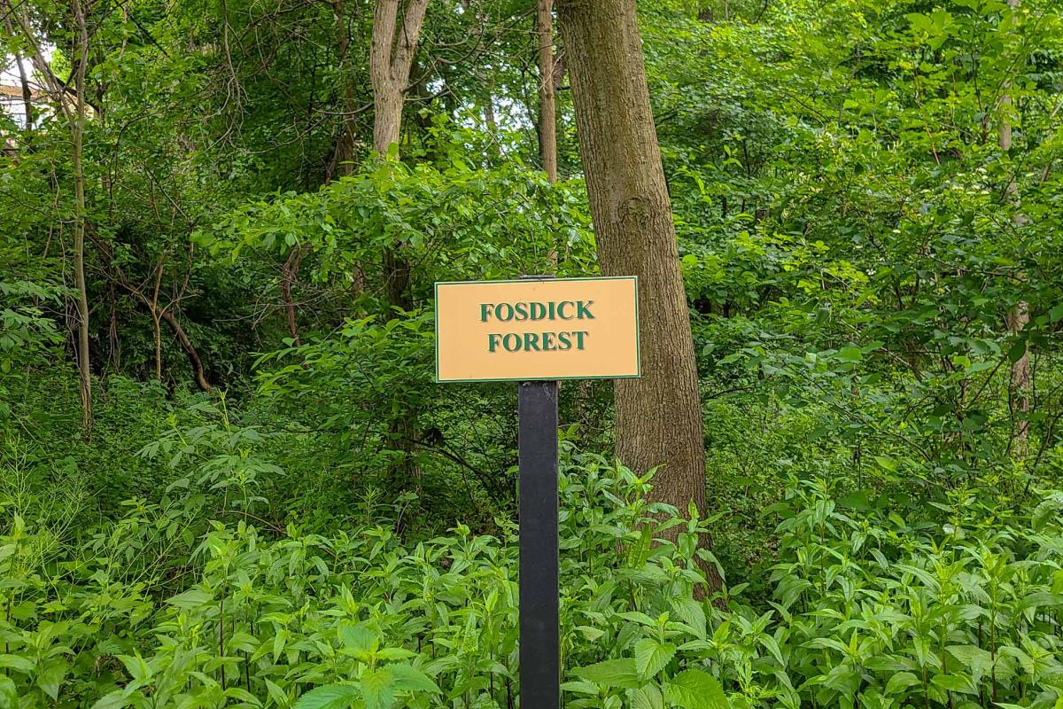 Fosdick Forest in the Ridgefield Park Nature Preserve